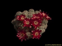 Sulcorebutia tarijensis ssp. carichimayuensis HE222-2 2084